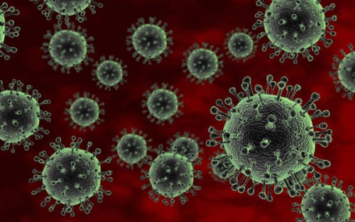 Bird flu strain A ( H5N1)